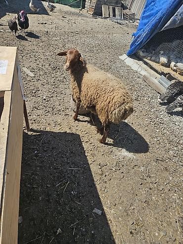 aksolotl satın al: Salamlar ALLAH qurbanlarnızî qebul etsin qurbanlıq ve damazlîq quzular — 1