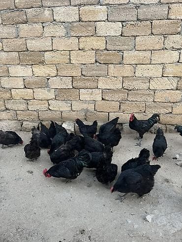 şirvanda toyuqlar: Yumurtayan toyuqlar — 5