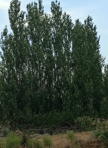 Sıx yarpaqlı, hündür ağaclar. Bu ağaclar parklar, bağlar və ya ətraf