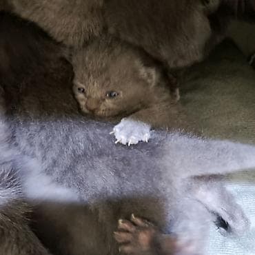 it pisik sekilleri: Britan pisik balalari 2 heftelikdirler yaxsi ellere - Rəng: bərabər — 3