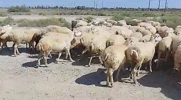 toyuqlar satılır: 500 baş Beylaqan sortu cavan boğaz qoyunlar satırıq.Şəxsi öz qapı — 2