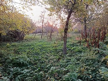 şamaxı gunluk ev: 13 sot, Tikinti, Mülkiyyətçi, Kupça (Çıxarış) — 3