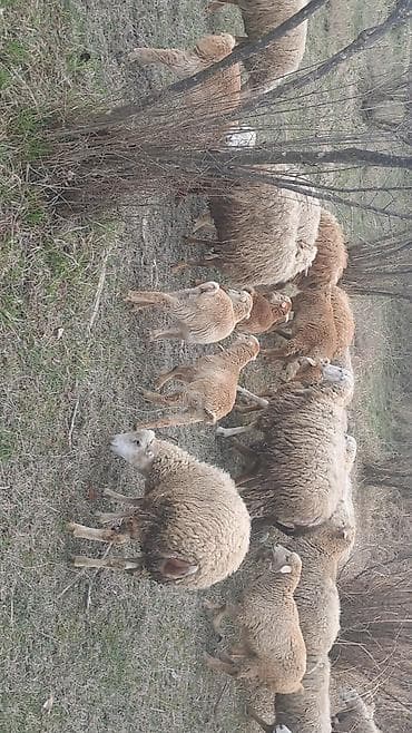 qoyun quzu satilir: Qoyun sürüsü – 6 erkey 2 disi 9 aylliqdilar — 6