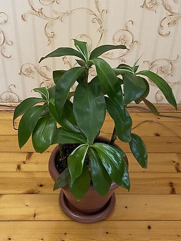 dracena gulu: Otaq bitkisi – Dracena fragrans (Corn Plant) tipli dekorativ yaşıl — 1