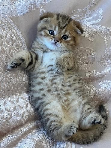 pisi: Şotland yastı qulaq, Erkək, Ünvandan götürmə — 2