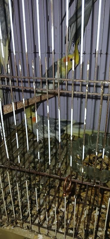 quş ucun qəfəs: Nimfa (cockatiel) papuqayları – qəfəslə birlikdə Məhsul təsviri: - — 1