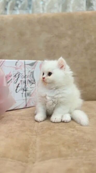 şirin pişik: Шиншилла, Самец, Самка, Платная доставка, Самовывоз — 5