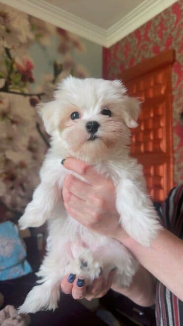 где можно купить собаку мальтипу: Saf ağ rəngli, uzun və ipək kimi tüklü Maltese balaları. - Cins — 4