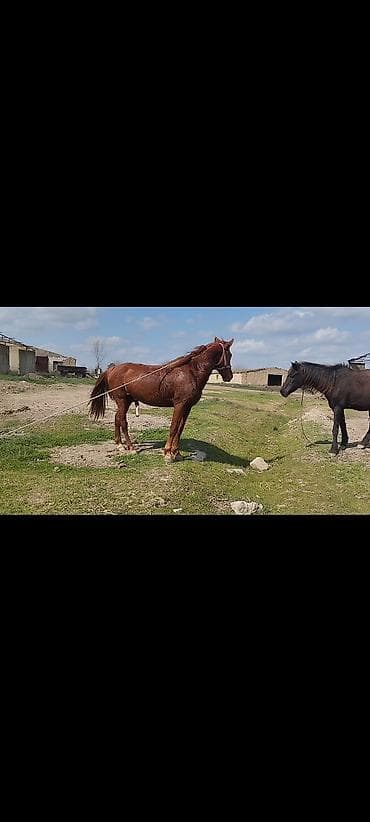 Heyvanlar üçün mallar: Erkək, il: 5 — 2