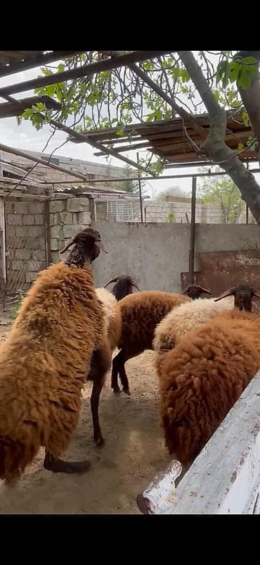 ari satilir: Qoç satılır — 3