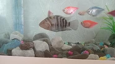 akvarium baliqlari satışı: Panda balığı, Sülhsevər — 2