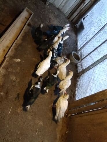 Audi: Muscovy ördəkləri (indooutka) – qrup halında - Rənglər: ağ, qara-ağ — 5