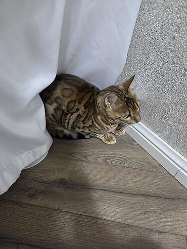 anqora pişik: Benqal — 3