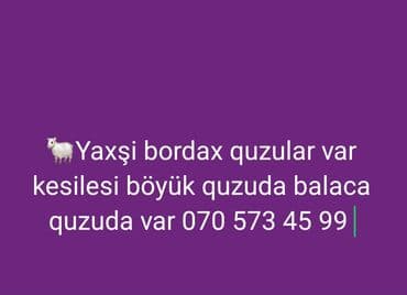 Ünvan Gəncə Göy göl