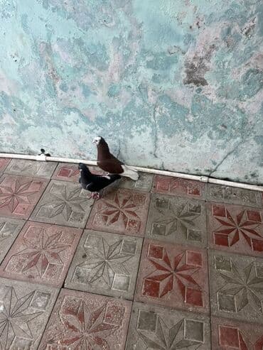 попугай ара цена: Ekrək maya Özü Kimi Balalar Verir Qiymət cütünə ayidi sondu — 2