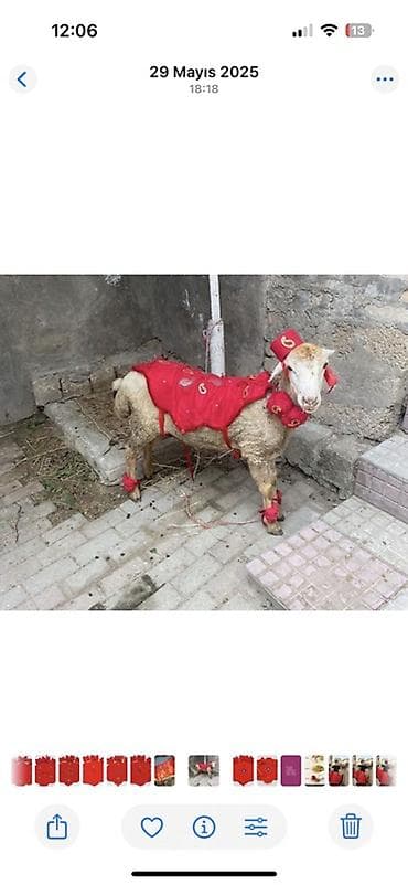 joker sekilleri: Qurbanlıq heyvan üçün bəzək dəsti – qırmızı rəngdə Məhsulun tərkibi — 2