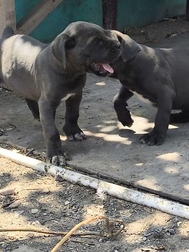 dogo argentin: Kane-Korso, 2 ay, Dişi, Peyvəndli, Pulsuz çatdırılma — 3
