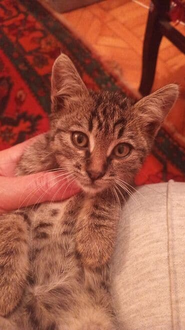 Tabbi, Erkək, Yaxşı əllərə, Ünvandan götürmə