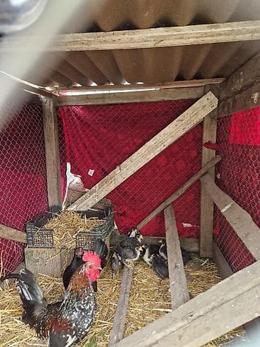 Toyuq, Damazlıq lalafo.az -da Toyuq, Damazlıq