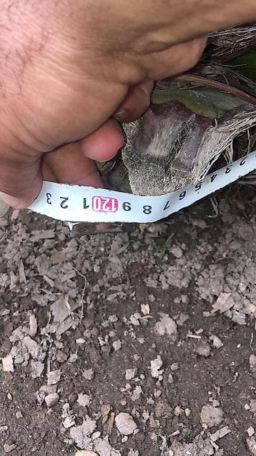 jasmin ağacı: Salam, 15 ədəddir. 6-7 ilin ağackarıdır. Qiymət razılaşma yolu ilə — 6