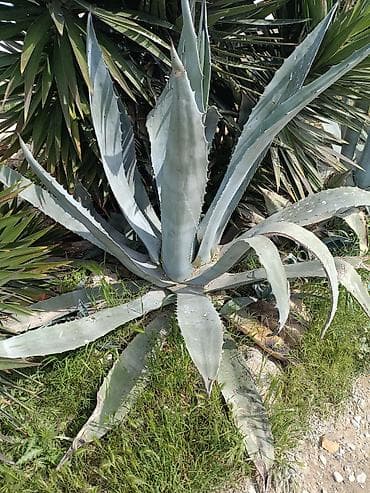 kalanxoye bitkisi: QİYMƏT RAZILAŞMA YOU İLƏ. Aqava americana (mavi aqava) – — 1