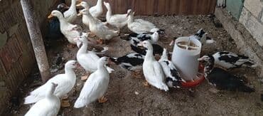 lal ördək balasi: Satılır kim istəsə zakaz edə bilər.Ünvan Biləsuvar — 5