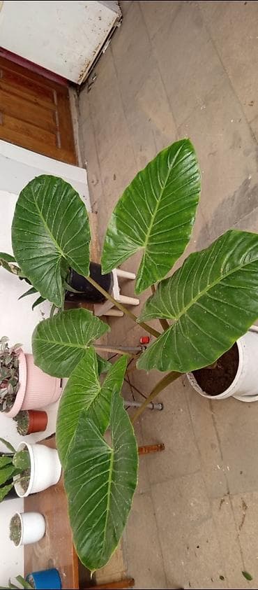 ucuz gül: Böyük dekorativ yarpaqlı otaq bitkisi – Alocasia/Fil qulağı tam — 3