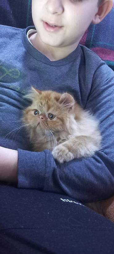 pişiy adlari: Fars, Erkək, Yaxşı əllərə, Pulsuz çatdırılma — 2