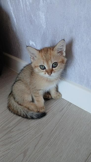 heyvanlar pişik: Şinşilla, Erkək, Dişi — 7