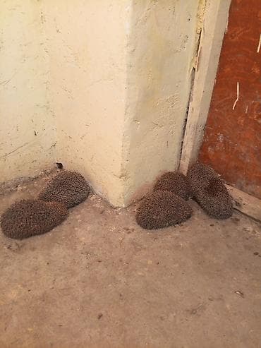 Бараны, овцы: Sağlam kirpiler bir giram prablemi yoxdu saglamdilar — 2