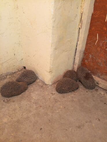 pişik üçün yuva: - Gecəaktif, zərərvericilərə (salyangoz, həşərat, tırtıl və s.) qarşı — 4