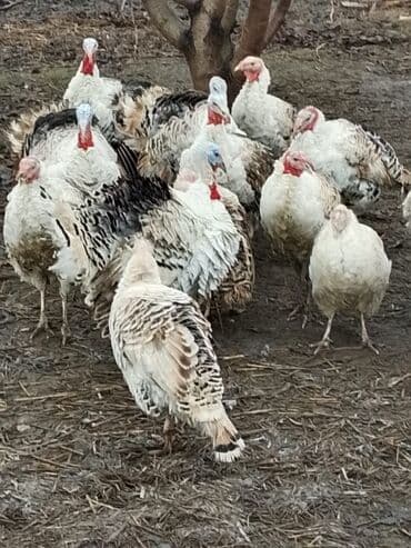 Сельхоз птицы: Самец, Для разведения — 1