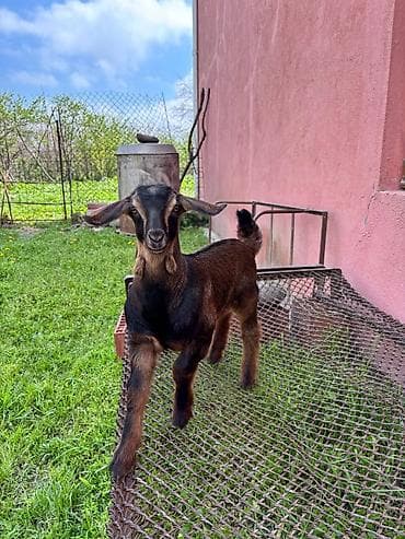 ucuz pisik yemekleri: 2-ci qarın əkiz balalı Alpin keçisi, balaları Hələbin mələzidir. Bir — 3