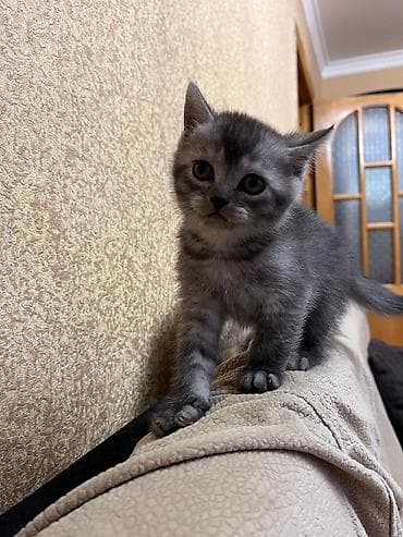 Boz tüklü, qısa tüklü balaca pişik balası. - Rəng: tüstü-boz, zolaqlı