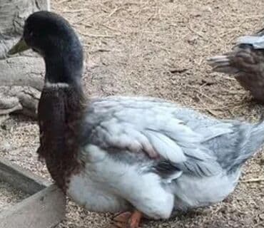 sort qazlar: Məhsul: Qaz və ördək (şəxsi təsərrüfatdan) Təsvir: - Şəkillərdə iki — 2