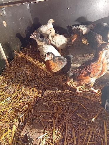 saman baki: Toyuq cücələri, Ətlik — 4