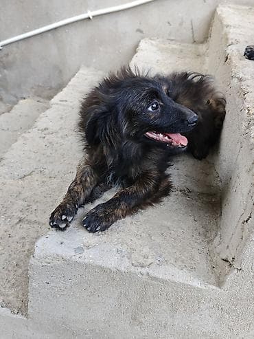 sevimli pisik sekilleri: 6 ay, Erkək, Sənədli, Ünvandan götürmə — 10