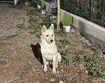 Yerli itnen zvanokun qarışıqıdı .heyeti yaxşı qoruyur çox celd lalafo.az -da Yerli itnen zvanokun qarışıqıdı .heyeti yaxşı qoruyur çox celd
