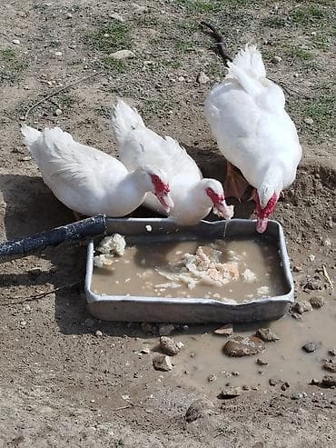 rengli quslar: Ağ rəngli muskovi ördəkləri (indo-ördəklər) – təsərrüfat üçün — 5