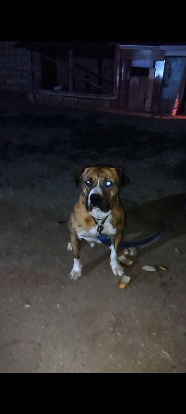 İtlər: Pitbul, 2 il, Erkek — 2