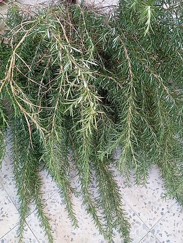 rozmarin bitkisi: Məhsul: Rozmarin (Rosmarinus officinalis) budaqları Təsvir: - Təzə — 2