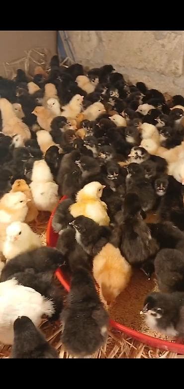 Toyuq cücələri, Damazlıq, Ünvandan götürmə