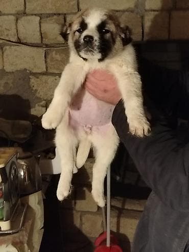 Quşlar: Qurdbasar, 1 ay — 4