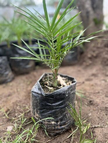 sultan daragi gülü: Finik (xurma) — 3