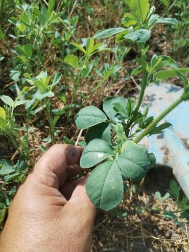 yonca toxumu satilir: Salam. İtaliya Gea sortu yonca toxumudur. Yerli yetişdirilmiş və — 2