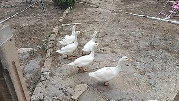 ov itləri satışı: 3ayliq 20gunluk yerli kənd qazları.qiymət 30AZN.5 ədəd.Unvan Bakı — 4
