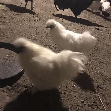 yapon toyuqu: Toyuq, Damazlıq — 2