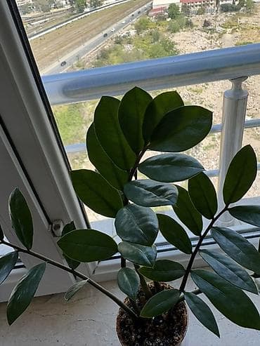 yaz gülləri: Zamioculcas zamiifolia (ZZ plant) – dekorativ otaq bitkisi - Parlaq — 6