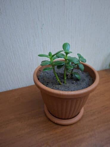 ağaclar: Crassula ovata (Pul ağacı) Bitki tam sağlamdır, zərərvericilər — 3
