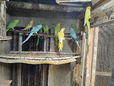 karella qusu: Satılır xamsi cüt bala verən barter var baxır neynən все готовые пары — 1